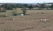 Tocht Stappen Brindas - brindas à messimy et plus loin - Photo 1