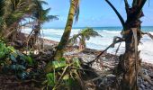 Tocht Stappen Basse-Pointe - Exploitations agricoles en boucle N°1 - Photo 10