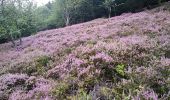 Tocht Stappen Rimbach-près-Masevaux - Haute Bers - Photo 16