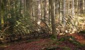 Tour Zu Fuß Neuschönau - Laubbaum - Photo 4