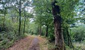 Tocht Stappen Sivry-Rance - Bois de Blagnies, forêt domaniale de Rance, ri Fromont, aire forestière,  maison forestière,  ravel, retour par Bout de Sautin - Photo 3