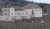 Percorso A piedi Chassagne-Montrachet - V - 2019 5/03 CHASSAGNE - Photo 1