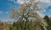 Tour Zu Fuß Hirschberg an der Bergstraße - Rundwanderweg Kehrrang 5 - Photo 7