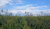 Tour Wandern Nègrepelisse - Le long de l'Aveyron  - Photo 13