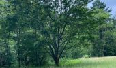 Trail Walking Houyet - Gendron-gare août 2025 - Photo 4