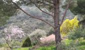 Trail Walking Bormes-les-Mimosas - les 3 cols Bormes les Mimosas  - Photo 1
