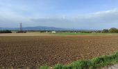 Tocht Stappen Heimsbrunn - Heimsbrunn Morsch retour par Reiningue  - Photo 1