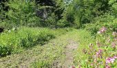 Randonnée Marche Houyet - Tour de Celles par le Bois du Mauvais Mont - Photo 6