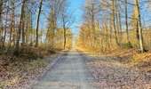 Randonnée Marche Lacroix-Saint-Ouen - en forêt de Compiègne_45_sur les Routes de Morienval et de Champlieu - Photo 1