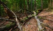 Trail On foot Bartošovice v Orlických horách - [Ž] Hadinec - Niemojów - Photo 2