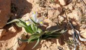 Trail On foot Ramat Negev Regional Council - Rosh Elot circuit - Photo 6