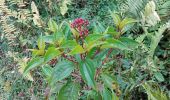 Excursión Senderismo Le Morne-Rouge - Domaine de la vallée via Hbt Pecoul - Photo 6