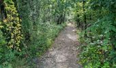 Tocht Stappen Saint-Laurent-en-Gâtines - Saint-Laurent-en-Gatines - Photo 10