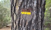 Trail Walking Le Tholonet - le tour des trois barrages - Photo 3