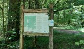 Tocht Stappen Virton - Ethe_ GR _ LUX _ RB17_ D'une vallée à l'autre en forêt gaumaise - Photo 5
