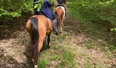 Trail Horseback riding Hériménil - Élodie 2 tivio - Photo 4