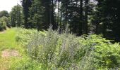 Excursión Senderismo Courniou - Prouilhe et la Route forestière de la corniche - Photo 3