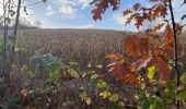 Tour Wandern Chaumont-Gistoux - Bois de Dion  - Photo 4