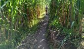 Tour Wandern Lombo de Figueira - Cabo de Ribeira - Vila das Pombas - Photo 1