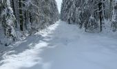 Tocht Sneeuwschoenen Malmedy - Randonnée raquettes Mont Spinette-Malmédy - Photo 2