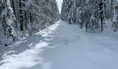 Percorso Racchette da neve Malmedy - Randonnée raquettes Mont Spinette-Malmédy - Photo 2