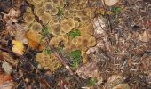 Tocht Stappen La Baroche - chanterelles en tube - Photo 1