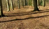 Trail Walking Voeren - la commanderie  - Photo 4
