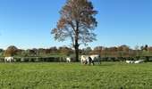 Tour Wandern Welkenrath - Welkenraedt -Eupen 24,5 km - Photo 5