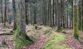 Tour Wandern Michelbrunn - Positions fortifiées du Donon - sentier des casemates Sud - Photo 3