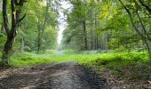 Randonnée Marche Oigny-en-Valois - en forêt de Retz_86_les Laies de la Poudrerie et de la Fosse aux Demoiselles - Photo 5