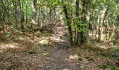 Percorso Marcia Chamarande - Forêt Départementale du Belvédère à Chamarande - Photo 9