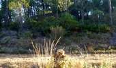 Tocht Stappen Boutenac - BOUTENAC - Circuit des combes par la chapelle St Siméon - Photo 15