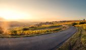 Tour Zu Fuß Wachenheim - Zellertalweg Wachenheim - Photo 3