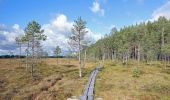 Tour Zu Fuß Saarijärvi - Tulijärven polku - Photo 9