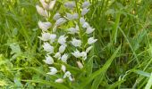 Tour Wandern Saint-Pierre-de-Chartreuse - Le charmant Som en Boucle - Photo 19