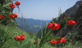 Randonnée Marche Andon - Les pivoines et les lys pomponne de la montagne de Thiey  - Photo 1