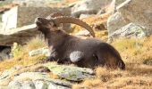 Tour Zu Fuß Valsavarenche - (SI F01) Rifugio Savoia - Rhêmes-Notre-Dame - Photo 8