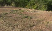 Trail Nordic walking Sainte-Anne - Modette  - Photo 2