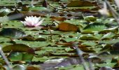 Trail Walking Le Cannet-des-Maures - Boucle autour du Lac des Escarcets - Photo 3