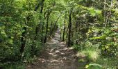 Trail Walking Les Trois-Îlets - habitation vatable et ses plantations  - Photo 15