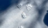 Percorso Racchette da neve Vaulnaveys-le-Haut - Lac Achard - Photo 14