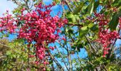 Tocht Stappen Saint-Paul-le-Jeune - randonnee des combes blancs - Photo 8