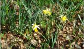 Trail Walking Pont-Sainte-Maxence - balade printanière  halatte nord ouest - Photo 3
