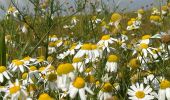 Tour Wandern Incourt - #230721 - Roux-Miroir - GR 579 - Photo 19