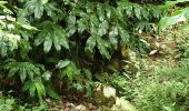 Trail Walking Saint-Paul - Ilet Alcide Bois de Sans Souci - Photo 1