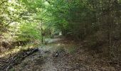 Randonnée Marche Steinsel - Ballade en forêt de Grünewald  - Photo 2