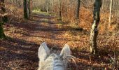 Trail Horseback riding Saint-Martin - Bois banal joyeux yoigo tipsy - Photo 1
