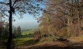 Tour Zu Fuß Auetal - R1 Rundwanderweg Rodenberg Nr. 1 - Photo 6