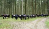 Trail Horseback riding Tenneville - LA ROCHE FB route Madame d'Artagnan autorisée DNF - Photo 4