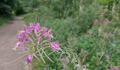 Trail Walking Court-Saint-Étienne - Dans le bois Sainte Catherine... - Photo 4